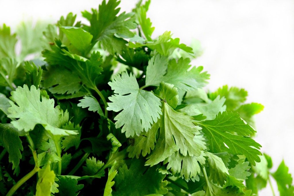 cilantro, herbs, food