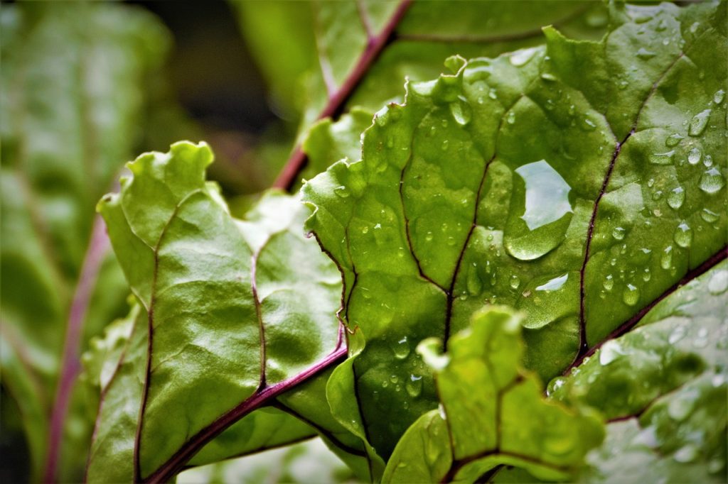 drip, beetroot, leaf