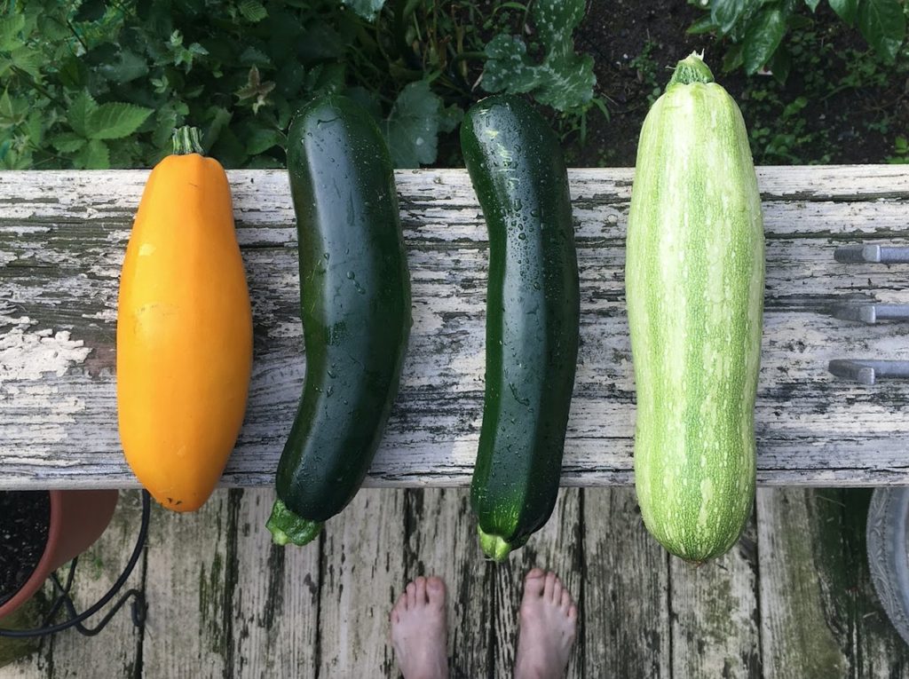 zucchini, harvest, garden vegetable