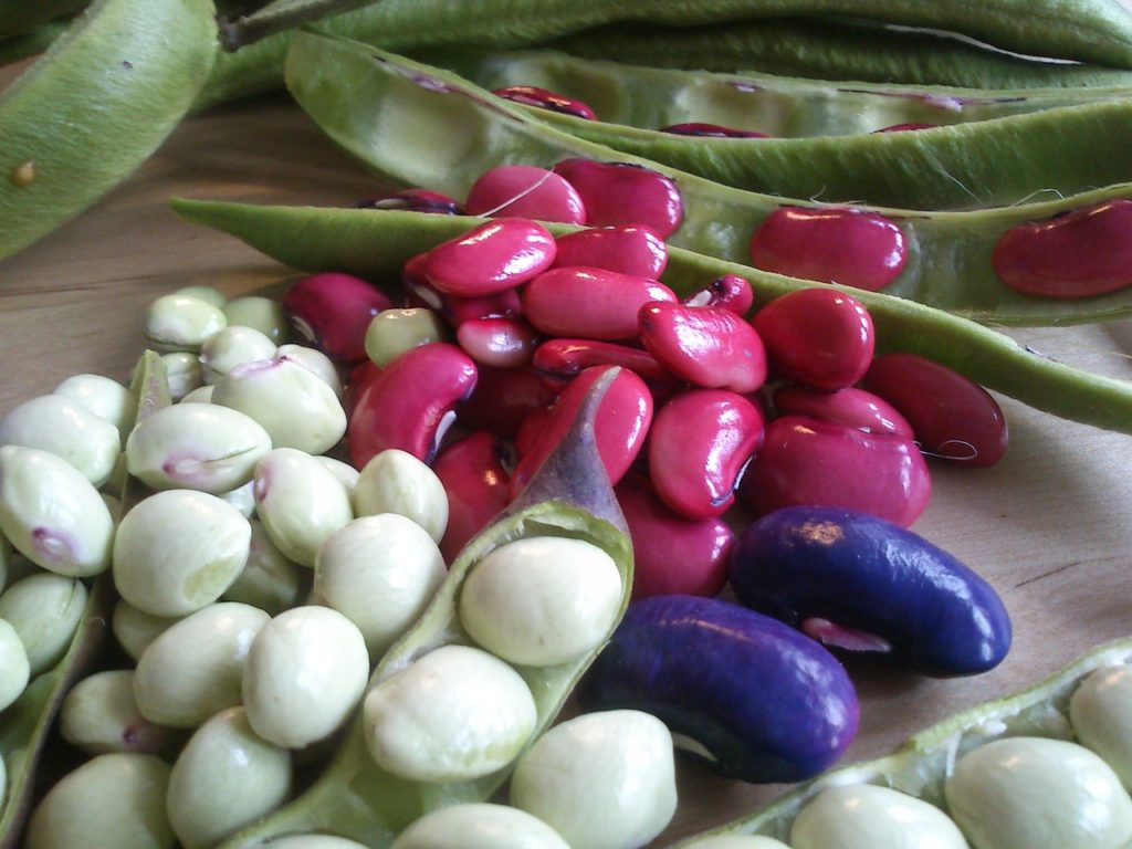 beans, garden, legumes