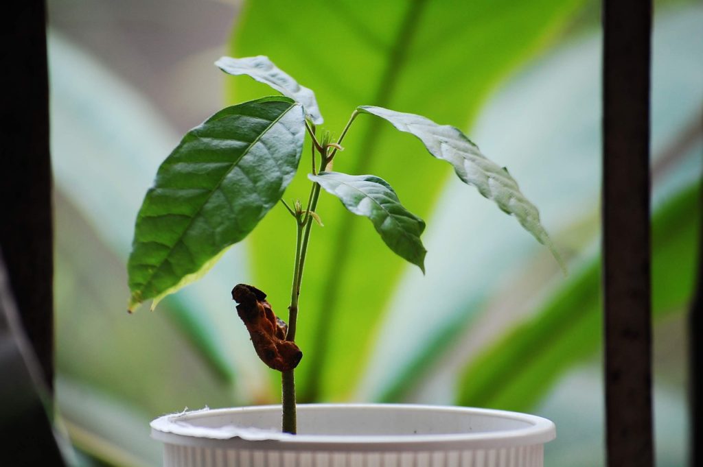 cacao, tree, cocoa