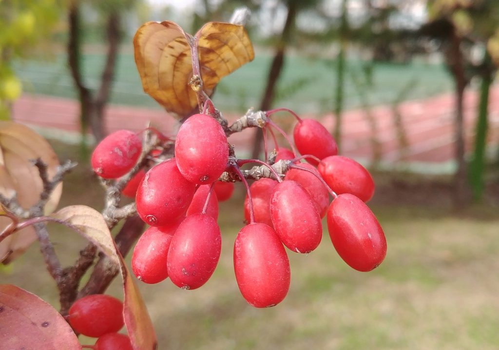 cornus, schisandra, red