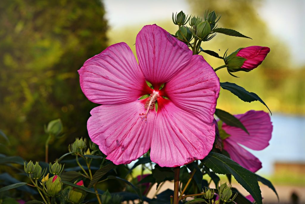 hibiscus, pink flower, plant