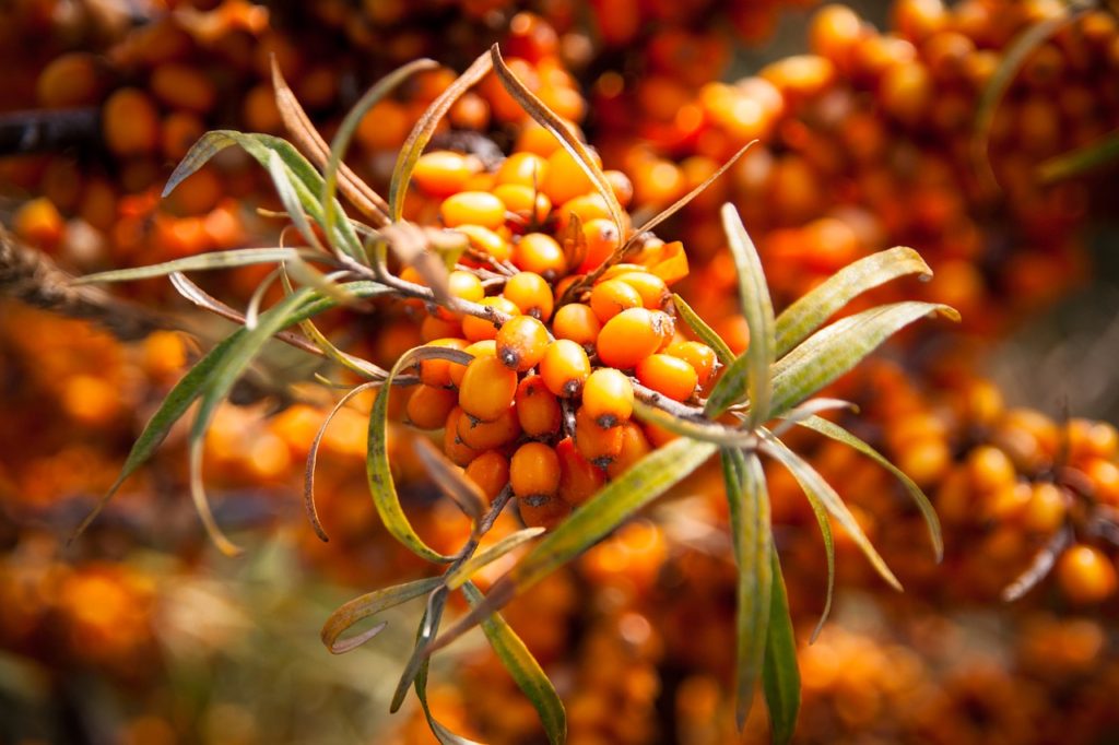 sea buckthorn, baltic sea, sea