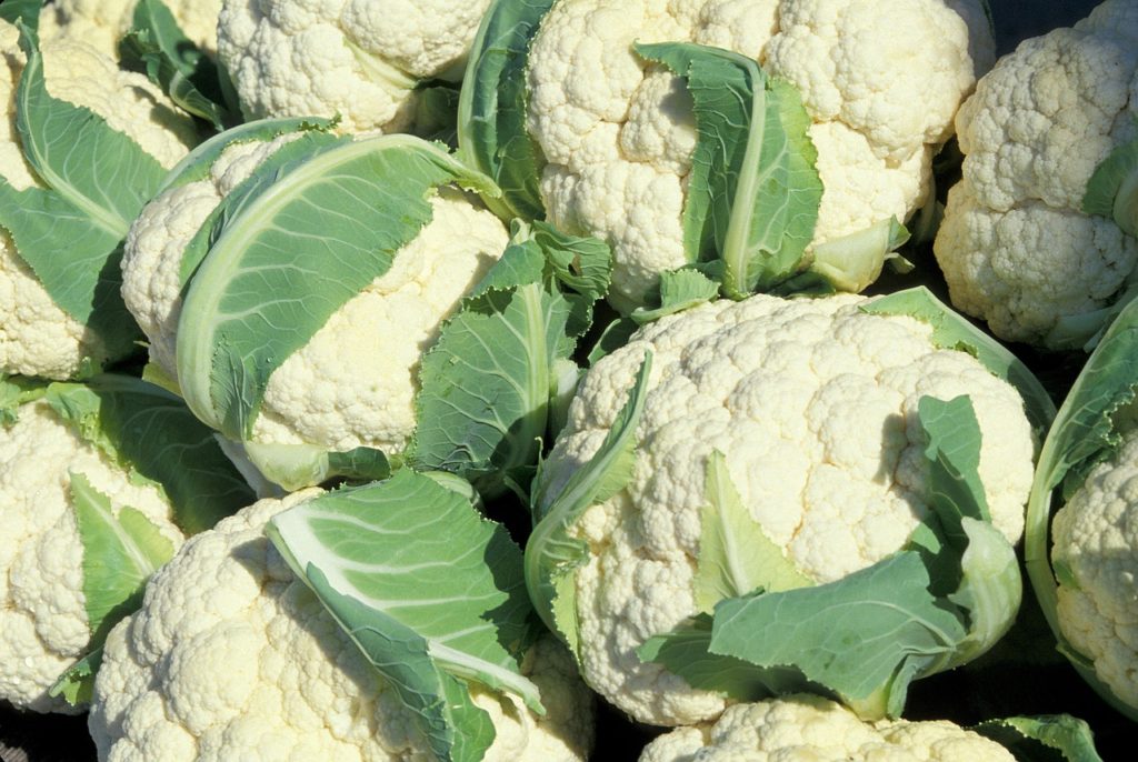 cauliflower, heads, agriculture