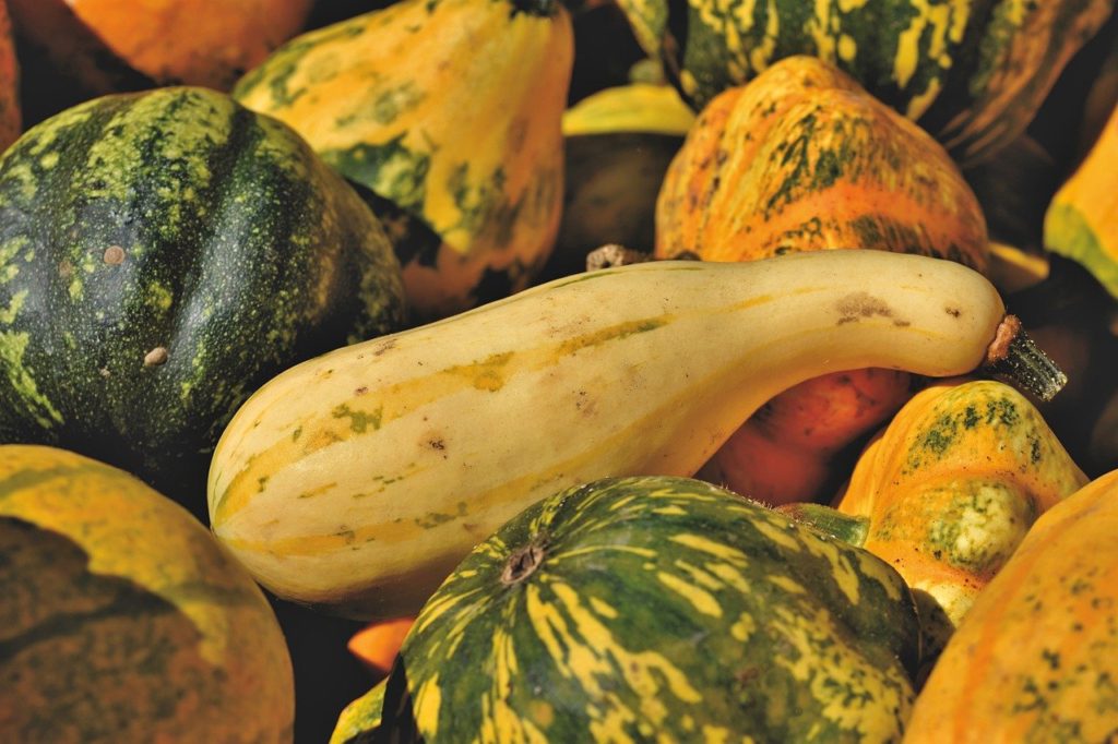 pumpkins, squash, produce