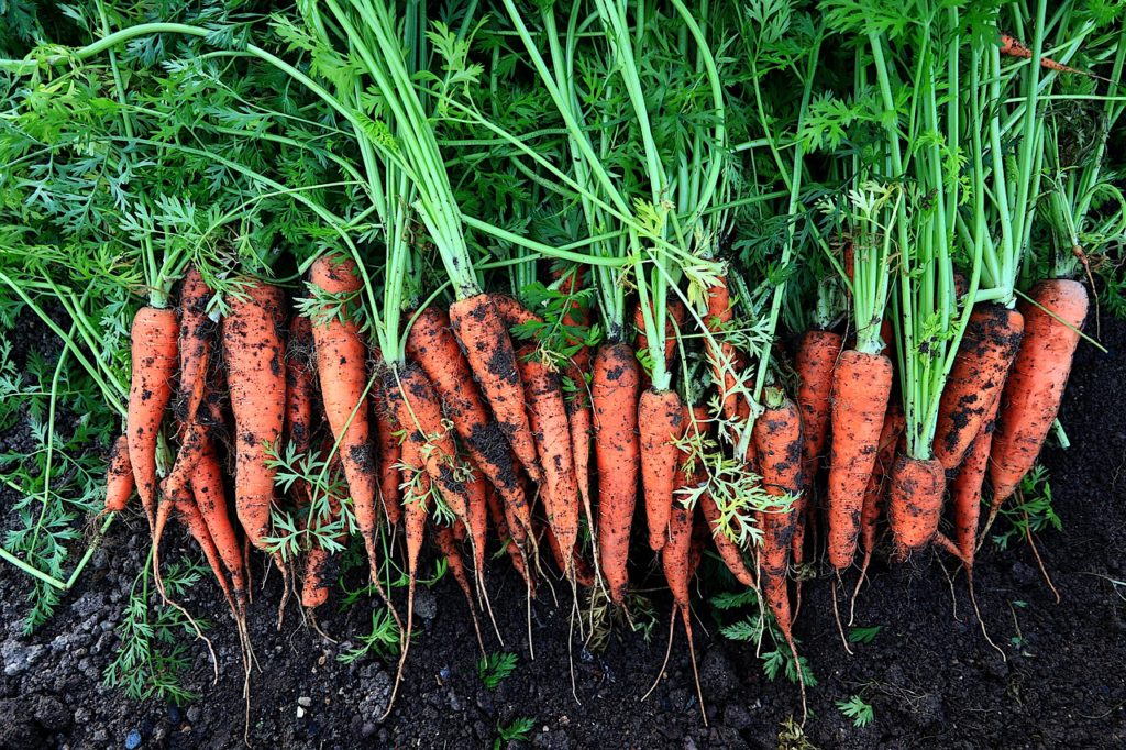 vegetables, carrots, food