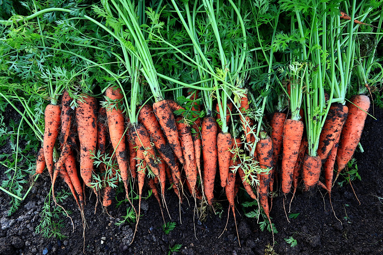 vegetables, carrots, food