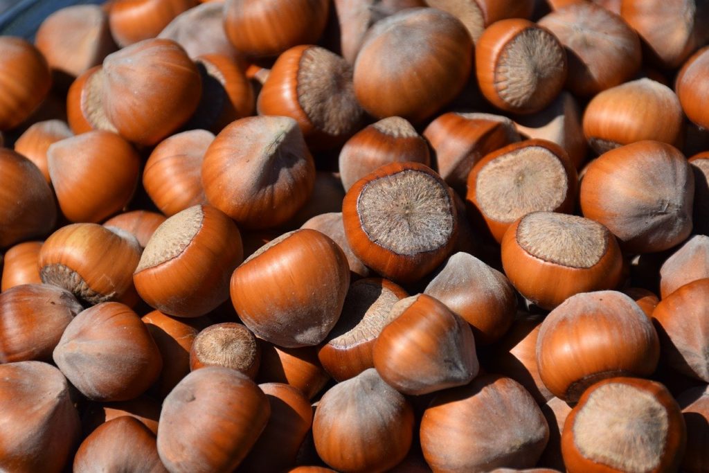 hazelnut, hazel, nuts