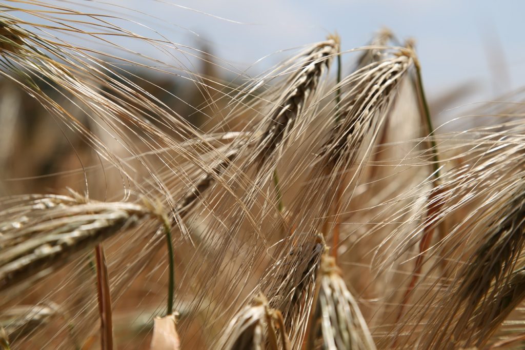 wheat, wheat field, rye-809441.jpg